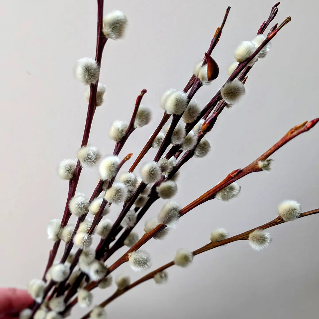 Dried Pussy Willow Branches — Bundle of 10 | Salix caprea | 40–50cm